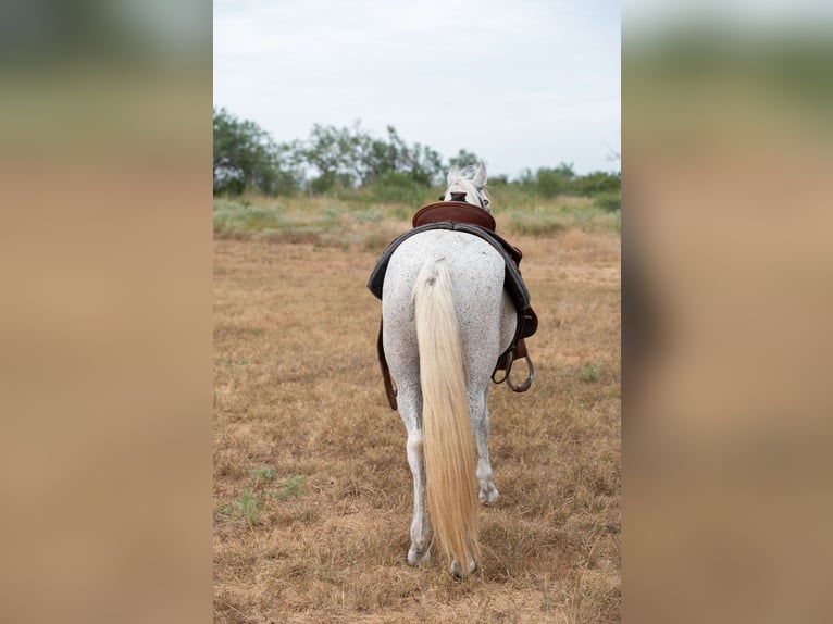 More ponies/small horses Gelding 11 years 13 hh Grey in Stockdale