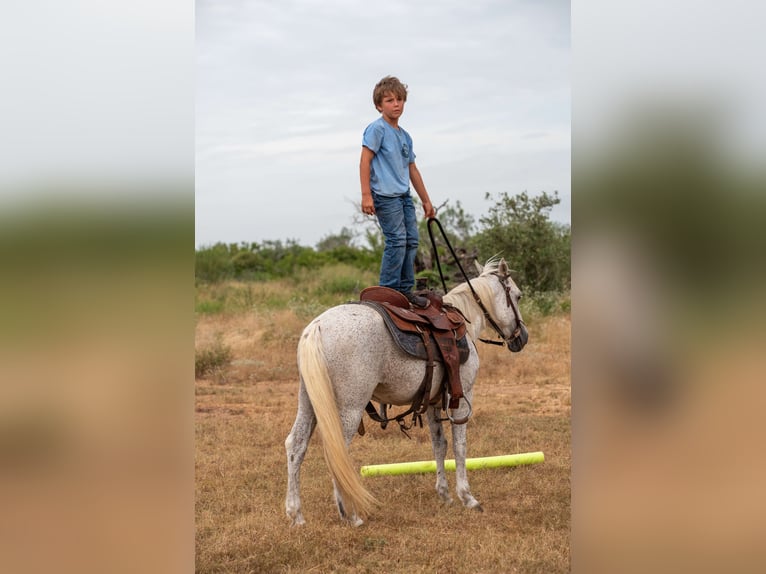 More ponies/small horses Gelding 11 years 13 hh Grey in Stockdale