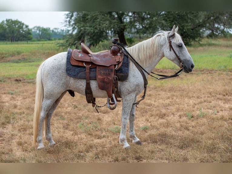 More ponies/small horses Gelding 11 years 13 hh Grey in Stockdale