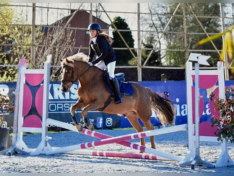 More ponies/small horses Mix Gelding 11 years 13,1 hh in Torhout