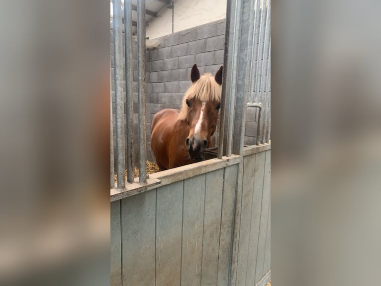 More ponies/small horses Mix Gelding 11 years 13,1 hh in Torhout