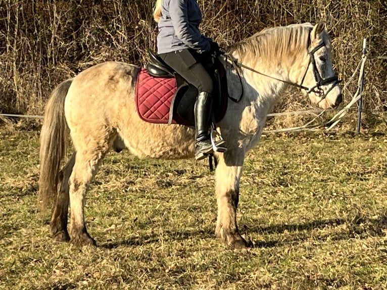 More ponies/small horses Gelding 11 years 13,2 hh Leopard-Piebald in Ursensollen