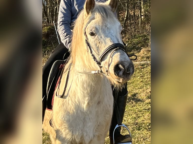 More ponies/small horses Gelding 11 years 13,2 hh Leopard-Piebald in Ursensollen