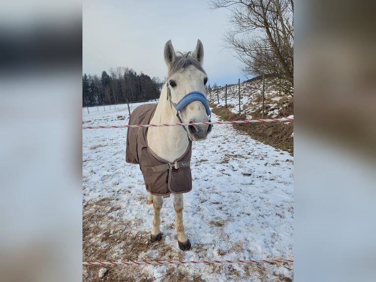 More ponies/small horses Gelding 11 years 13,3 hh Grey in Weistrach