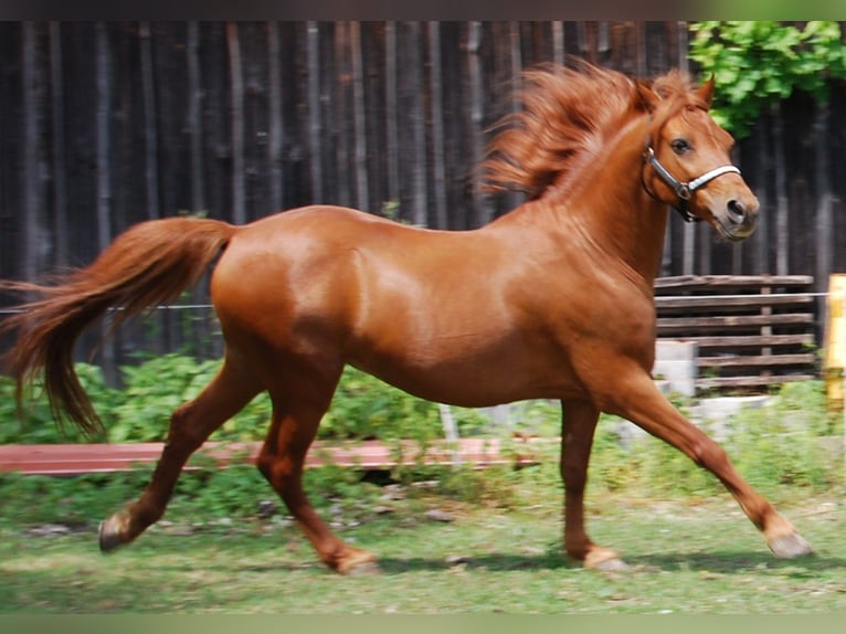 More ponies/small horses Gelding 11 years 13,3 hh in Bayerbach
