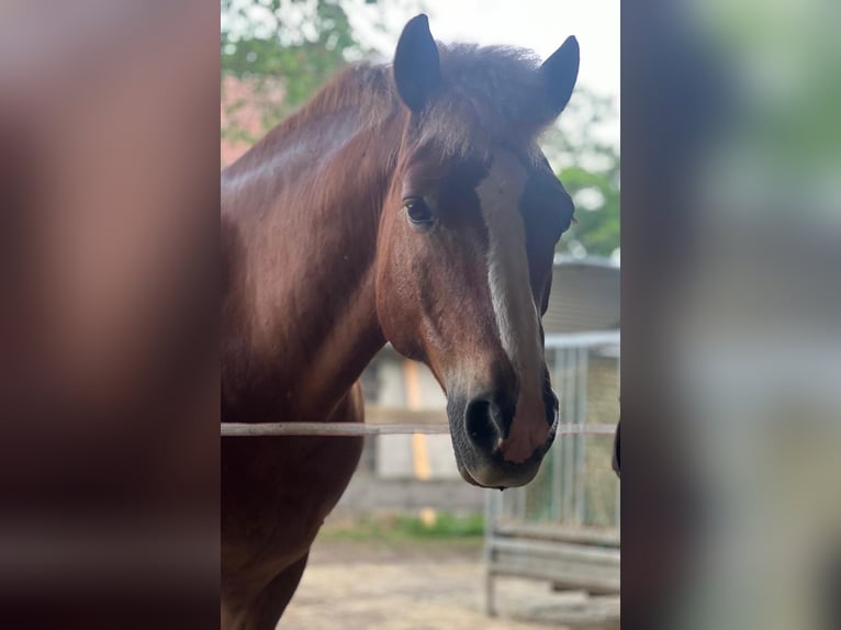 More ponies/small horses Gelding 11 years 14.2 hh Chestnut-Red in Parchim