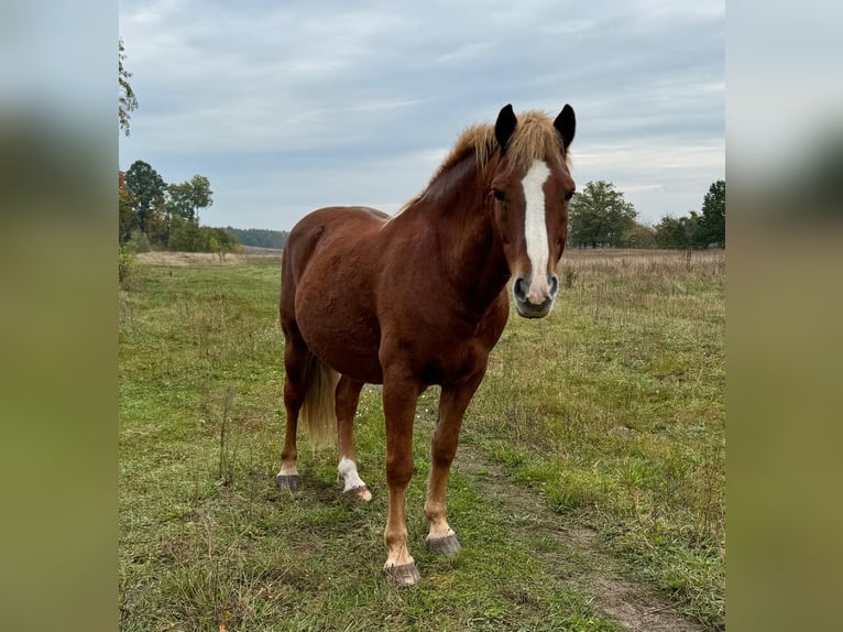 More ponies/small horses Gelding 11 years 14.2 hh Chestnut-Red in Parchim