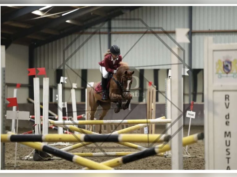 More ponies/small horses Mix Gelding 11 years 14.2 hh Chestnut-Red in Heijningen