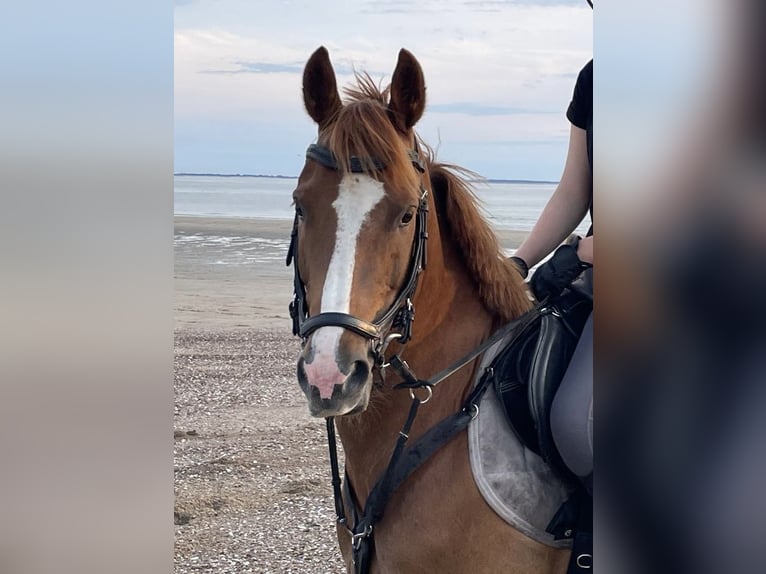 More ponies/small horses Mix Gelding 11 years 14.2 hh Chestnut-Red in Heijningen