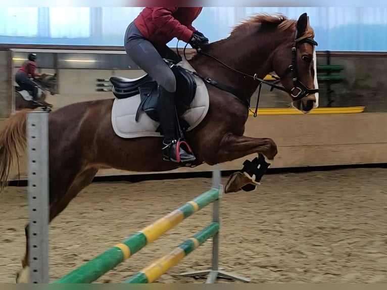 More ponies/small horses Mix Gelding 11 years 14.2 hh Chestnut-Red in Heijningen