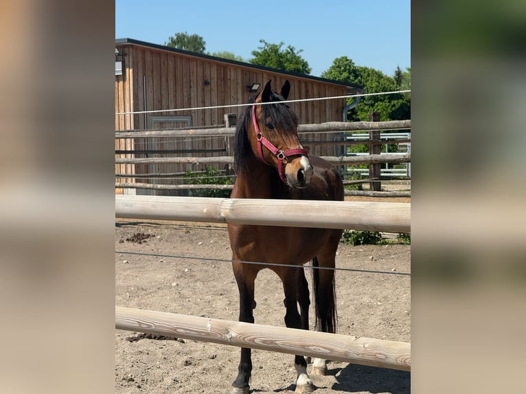 More ponies/small horses Mix Gelding 11 years 14.3 hh Brown in Karlshuld