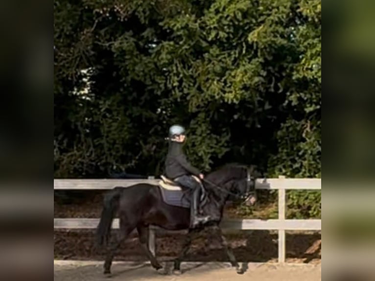 More ponies/small horses Gelding 11 years 14 hh Brown in Weroth