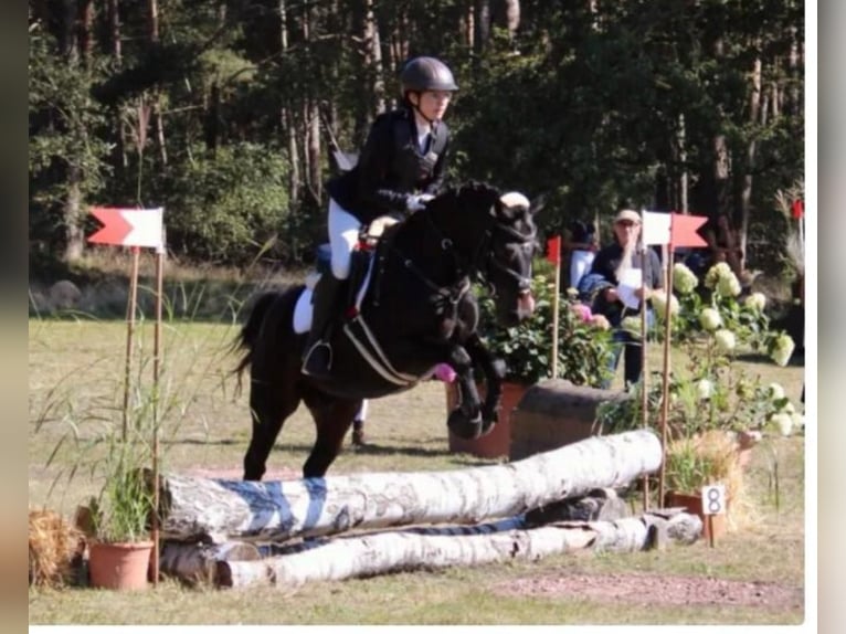 More ponies/small horses Gelding 11 years 14 hh Brown in Weroth