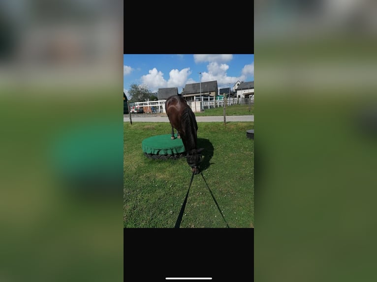 More ponies/small horses Gelding 11 years 14 hh Brown in Weroth