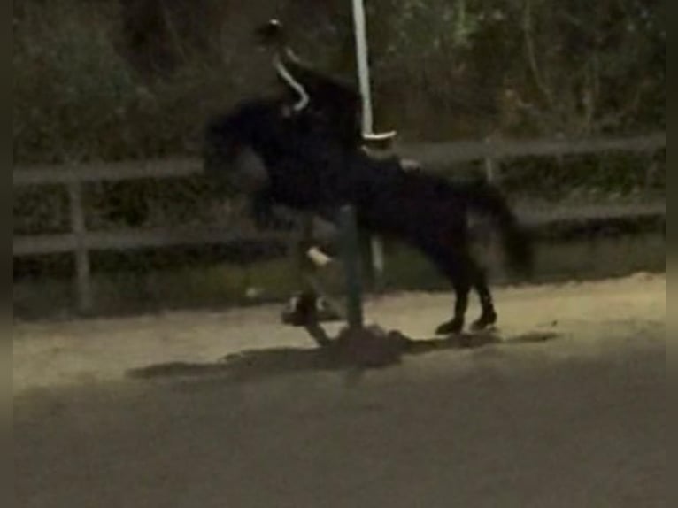 More ponies/small horses Gelding 11 years 14 hh Brown in Weroth