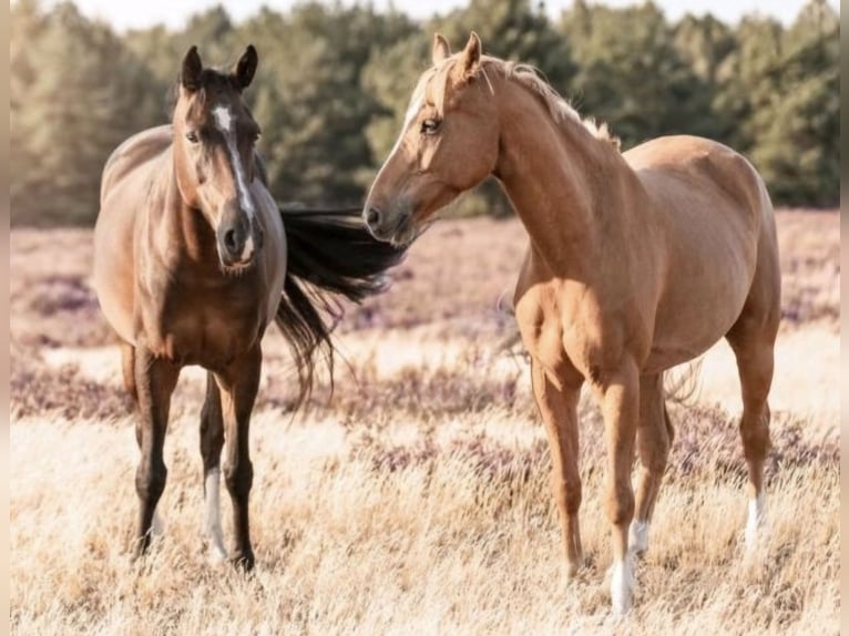 More ponies/small horses Gelding 11 years 14,1 hh Chestnut-Red in Zülow