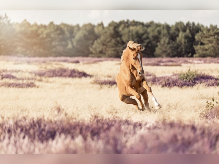 More ponies/small horses Gelding 11 years 14,1 hh Chestnut-Red in Zülow