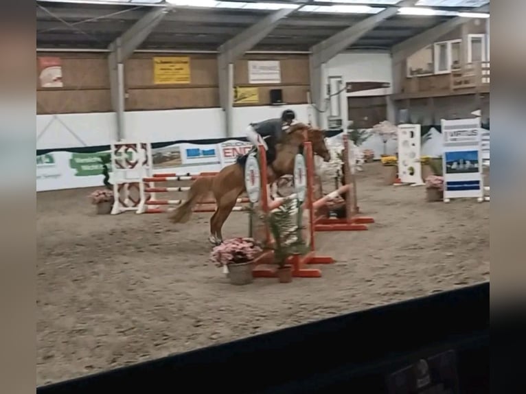 More ponies/small horses Gelding 11 years 14,1 hh Chestnut-Red in Zülow