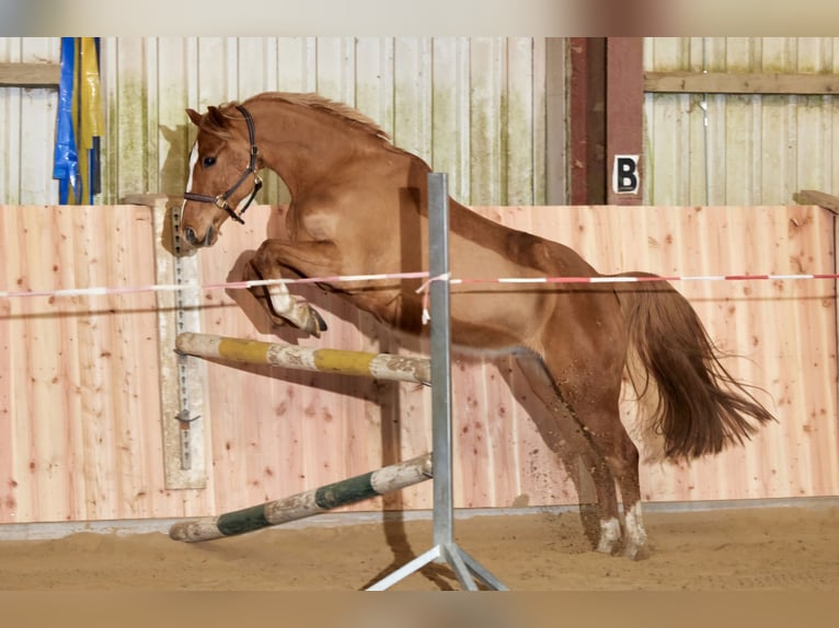 More ponies/small horses Gelding 11 years 14,1 hh Chestnut-Red in Zülow