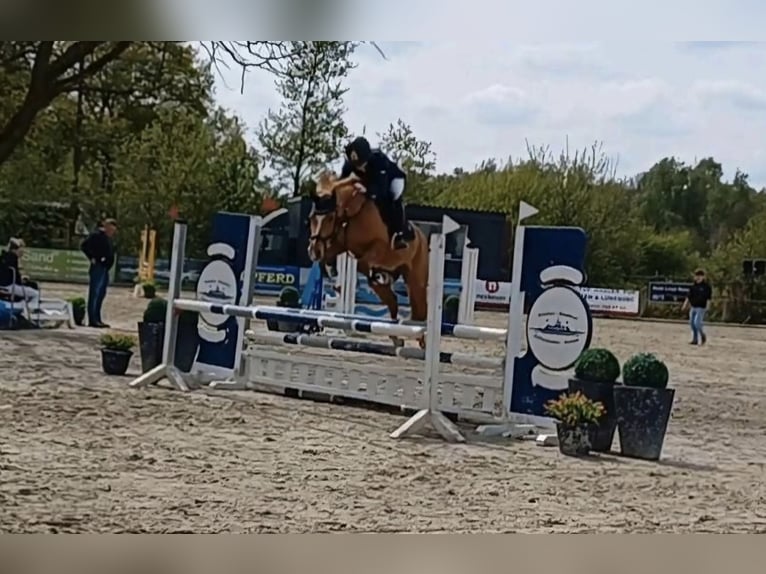 More ponies/small horses Gelding 11 years 14,1 hh Chestnut-Red in Zülow