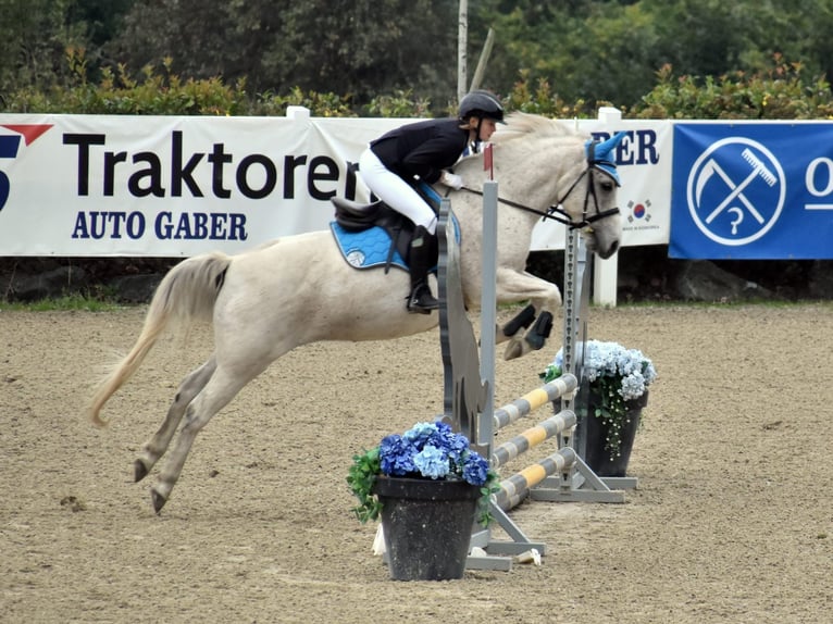 More ponies/small horses Mix Gelding 11 years 14,1 hh Grey in Obdach