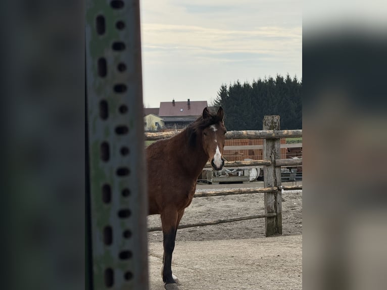 More ponies/small horses Mix Gelding 11 years 14,3 hh Brown in Karlshuld