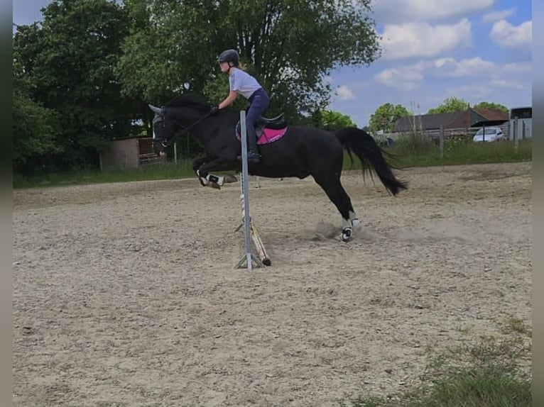 More ponies/small horses Gelding 11 years 15.2 hh Black in Olfen