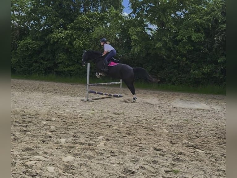 More ponies/small horses Gelding 11 years 15.2 hh Black in Olfen