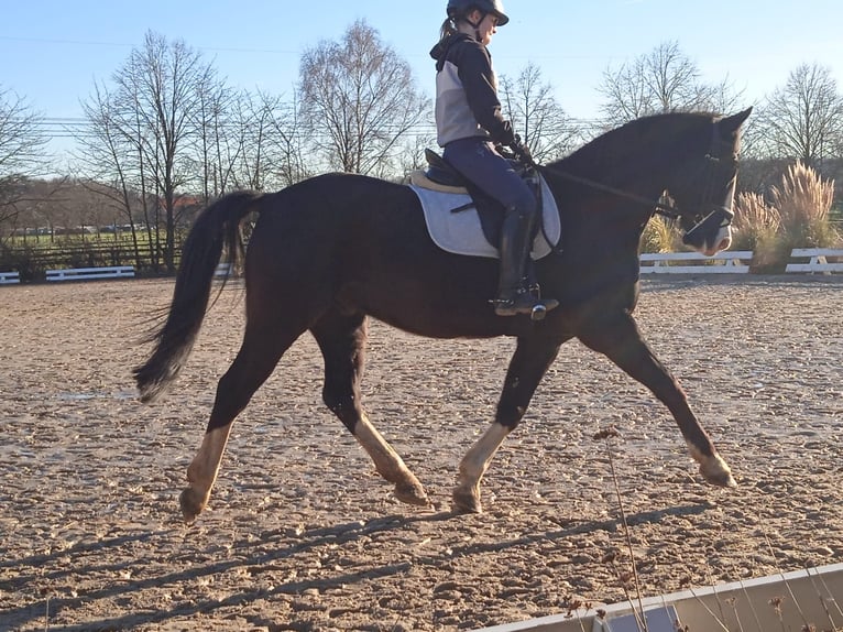 More ponies/small horses Gelding 11 years 15.2 hh Black in Olfen