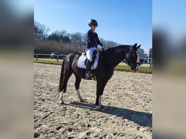 More ponies/small horses Gelding 11 years 15.2 hh Black in Olfen