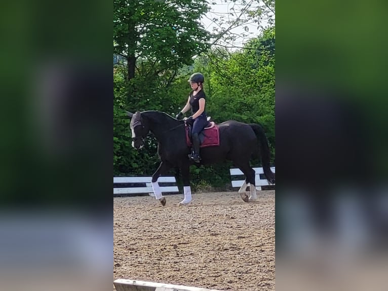 More ponies/small horses Gelding 11 years 15.2 hh Black in Olfen
