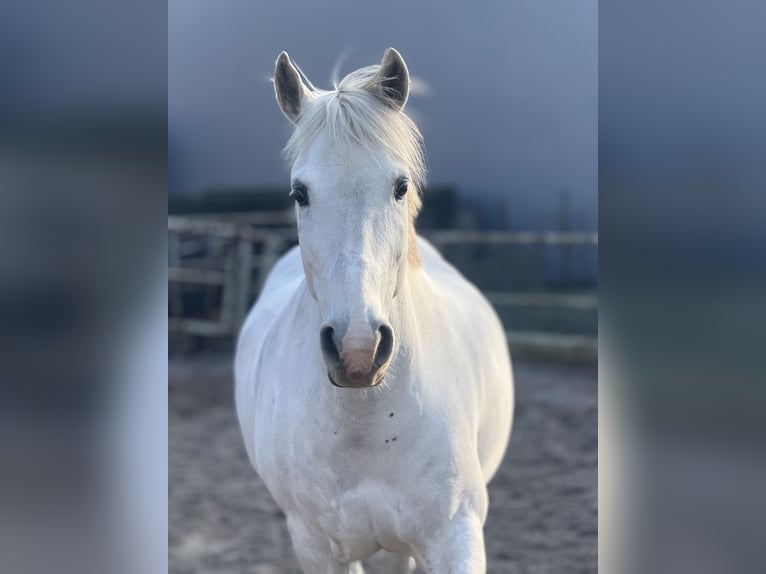 More ponies/small horses Gelding 11 years 15 hh Grey in Schiedam