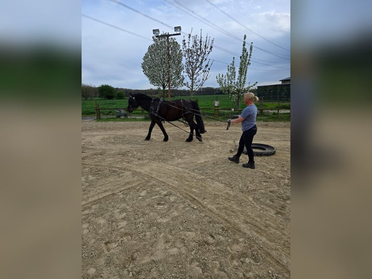More ponies/small horses Mix Gelding 11 years 15,1 hh Smoky-Black in Kempen