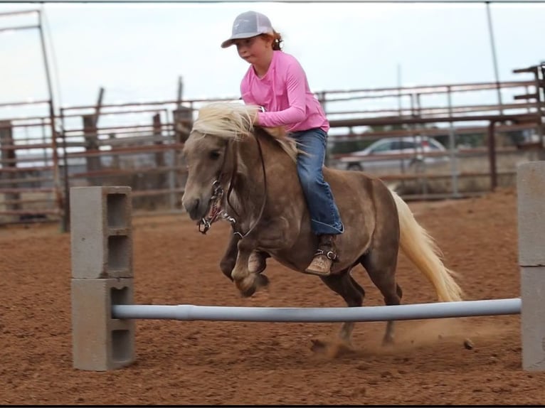 More ponies/small horses Gelding 11 years 8.2 hh  in Edgewood