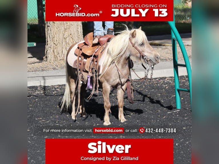 More ponies/small horses Gelding 11 years 8.2 hh  in Edgewood