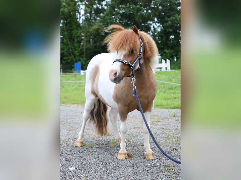 More ponies/small horses Gelding 11 years 9.1 hh  in GROTE-BROGEL