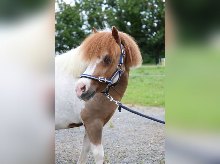 More ponies/small horses Gelding 11 years 9.1 hh  in GROTE-BROGEL