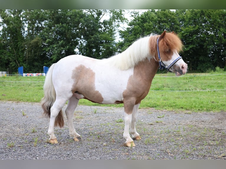 More ponies/small horses Gelding 11 years 9.1 hh  in GROTE-BROGEL