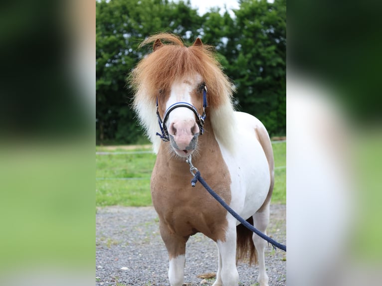 More ponies/small horses Gelding 11 years 9.1 hh  in GROTE-BROGEL