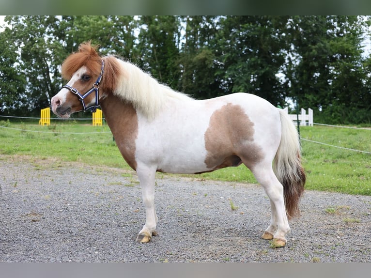 More ponies/small horses Gelding 11 years 9.1 hh  in GROTE-BROGEL