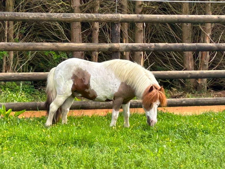 More ponies/small horses Gelding 11 years 9.1 hh  in GROTE-BROGEL