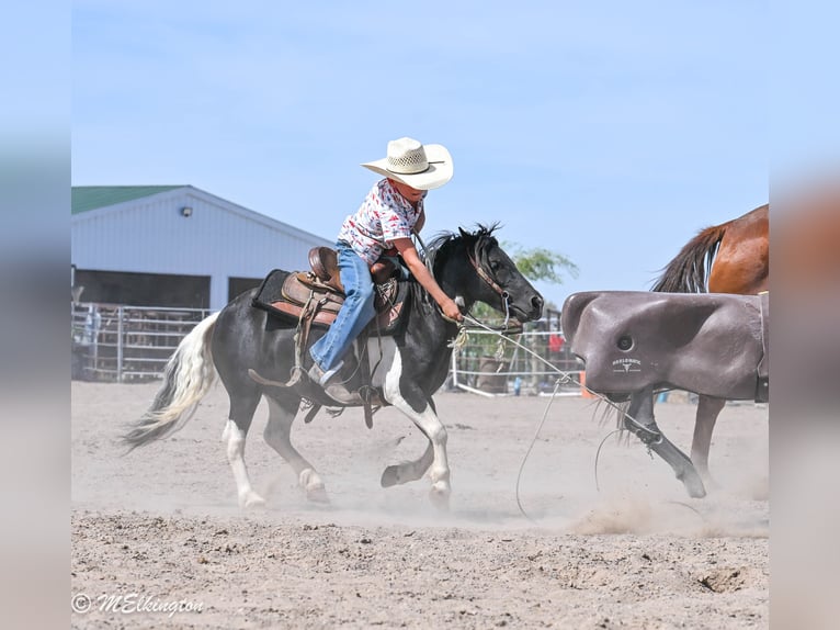 More ponies/small horses Gelding 11 years 9.1 hh Pinto in Rigby