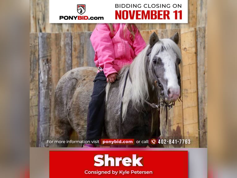 More ponies/small horses Gelding 11 years 9 hh Grey in Corsica