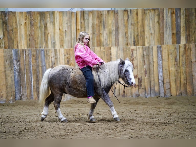 More ponies/small horses Gelding 11 years 9 hh Grey in Corsica