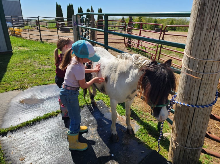 More ponies/small horses Gelding 11 years 9,1 hh Pinto in Bellevue
