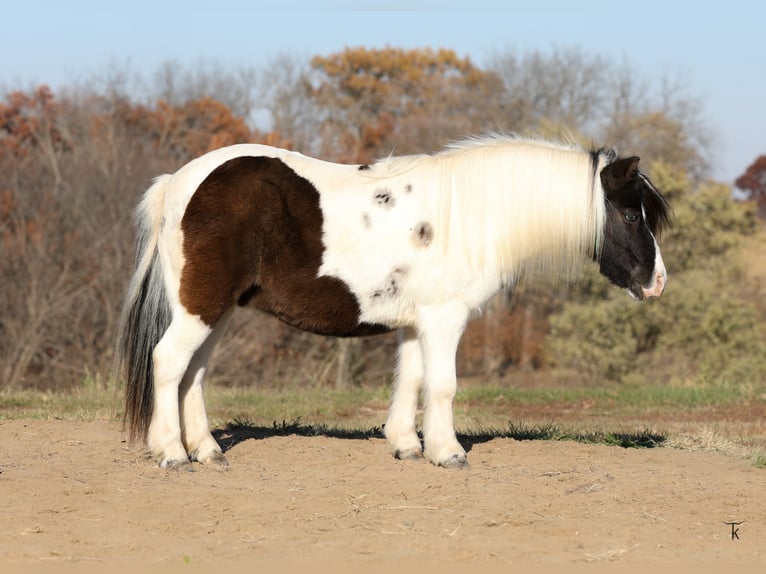 More ponies/small horses Gelding 11 years 9,1 hh Pinto in Bellevue