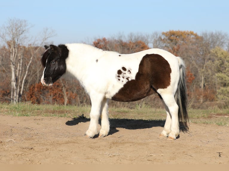 More ponies/small horses Gelding 11 years 9,1 hh Pinto in Bellevue