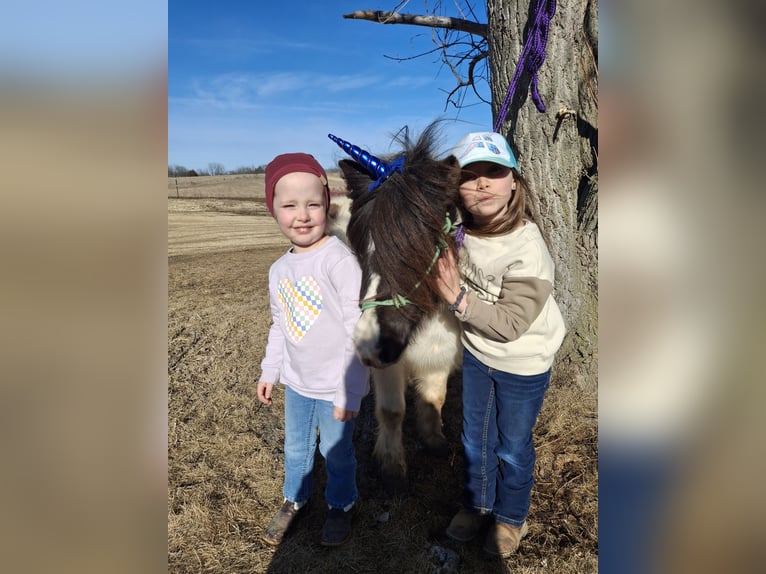 More ponies/small horses Gelding 11 years 9,1 hh Pinto in Bellevue