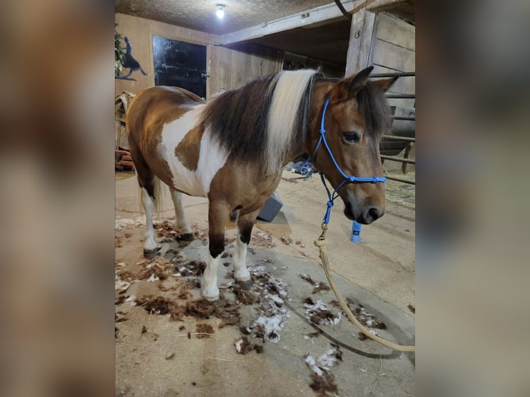 More ponies/small horses Gelding 11 years 9,2 hh Pinto in Oelwein