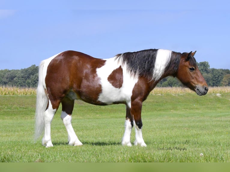 More ponies/small horses Gelding 11 years 9,2 hh Pinto in Oelwein